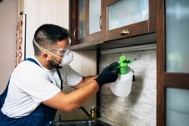 Best Flea Control Services  in Indian Hills, CO