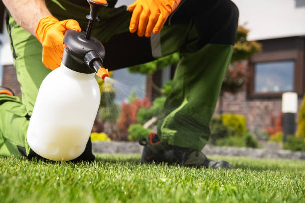 Best Local Pest Control Services  in Indian Hills, CO