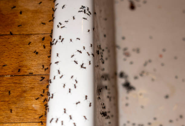 Best Affordable Pest Control Services  in Indian Hills, CO