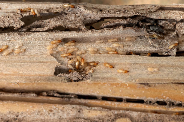Best Pest Inspection Near Me  in Indian Hills, CO