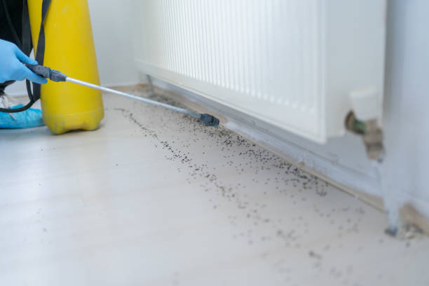 Best Pest Removal Services  in Indian Hills, CO